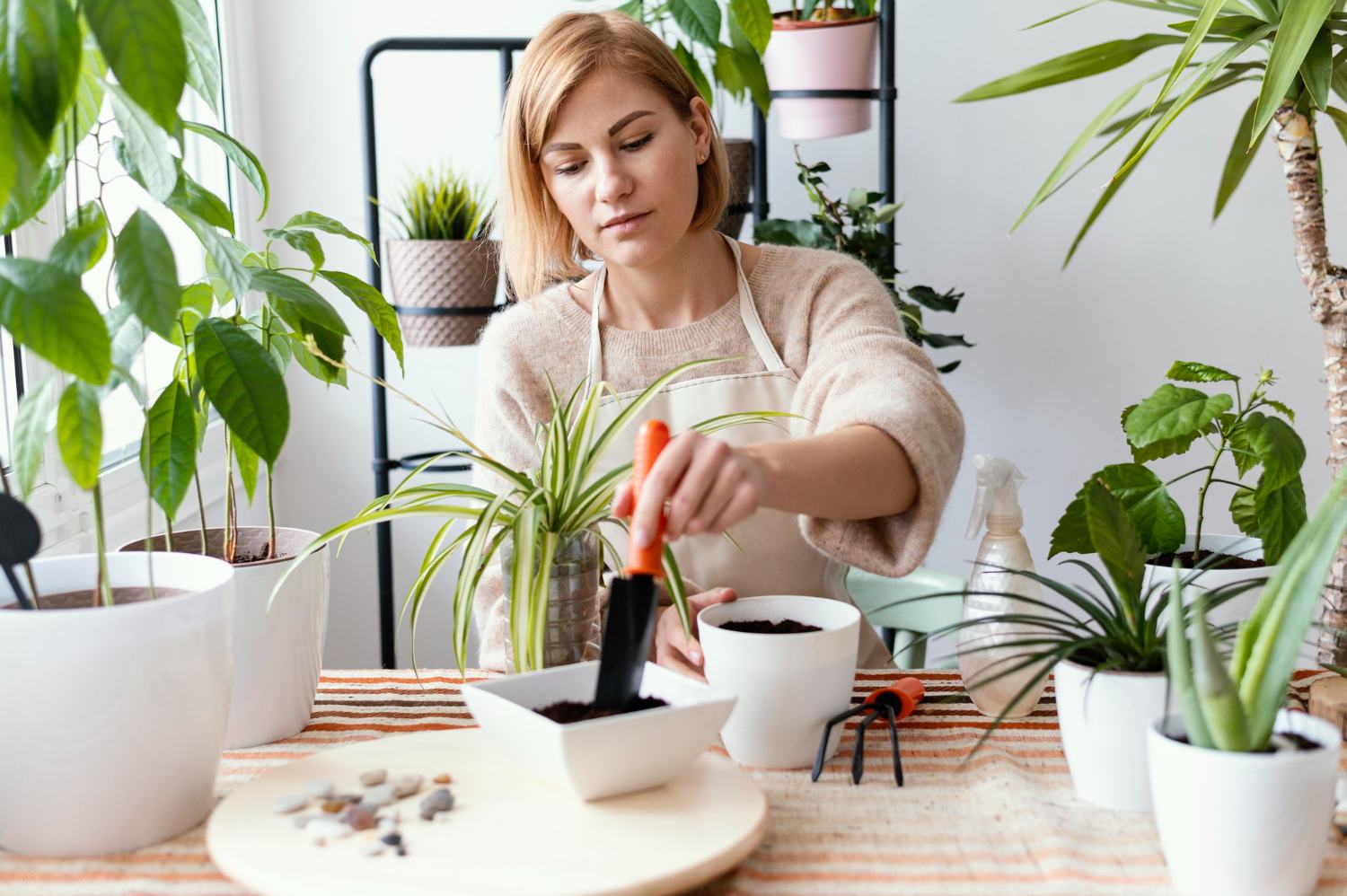 Entretien professionnel des plantes d’intérieur