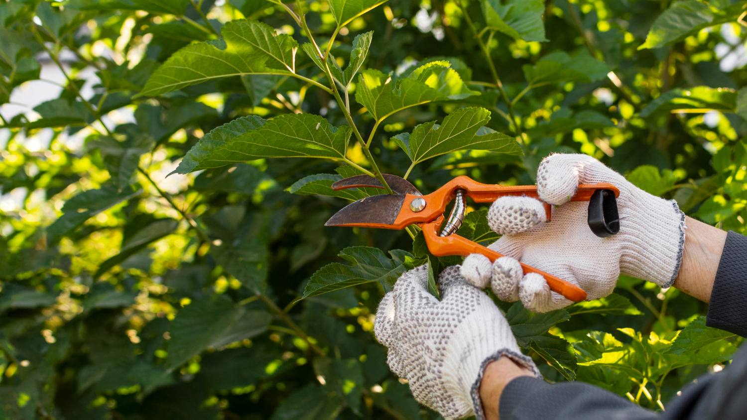 Entretien professionnel des plantes de votre jardin